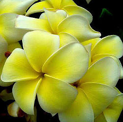 (image for) Plumeria Rubra \'Yellow Jazz\' 6 Seeds